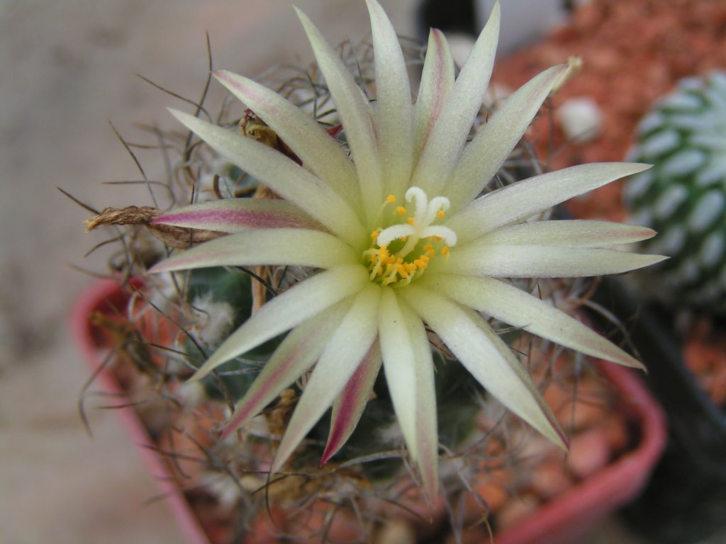 Turbinicarpus krainzianus v. minimus, Ixmiquilpan, HID